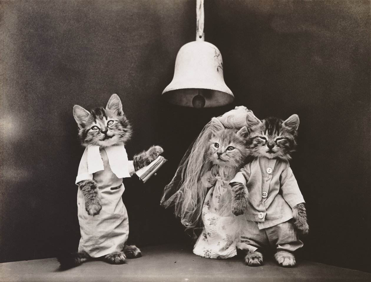 Série Kitties: 1914 (stříbrný tisk) od Harry Whittier Frees