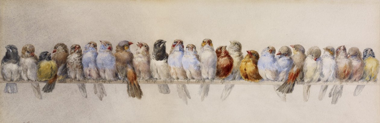 A Perch of Birds, c.1880 (akvarel a grafit na papíře) od Hector Giacomelli