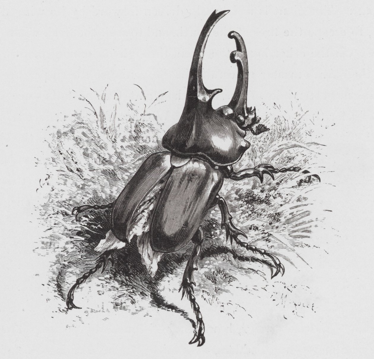 The Insect: Beetle (rytina) od Hector Giacomelli