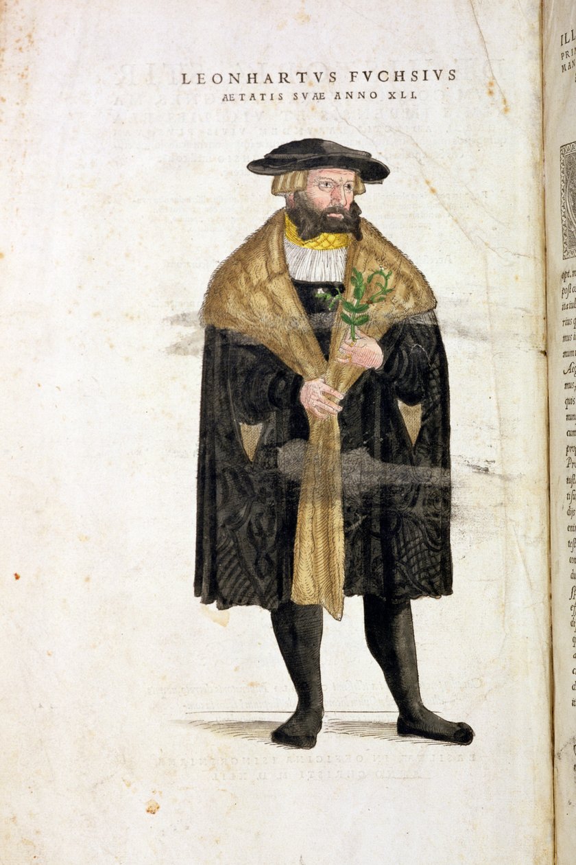 Portrét 41letého autora z „De Historia Stirpium Commentarii Insignes“, od Leonarda Fuchse (1501-66), vyrytý Rudolphem Specklem († 1550), vydáno 1542 od Heinrich and Meyer, Albert Fullmaurer