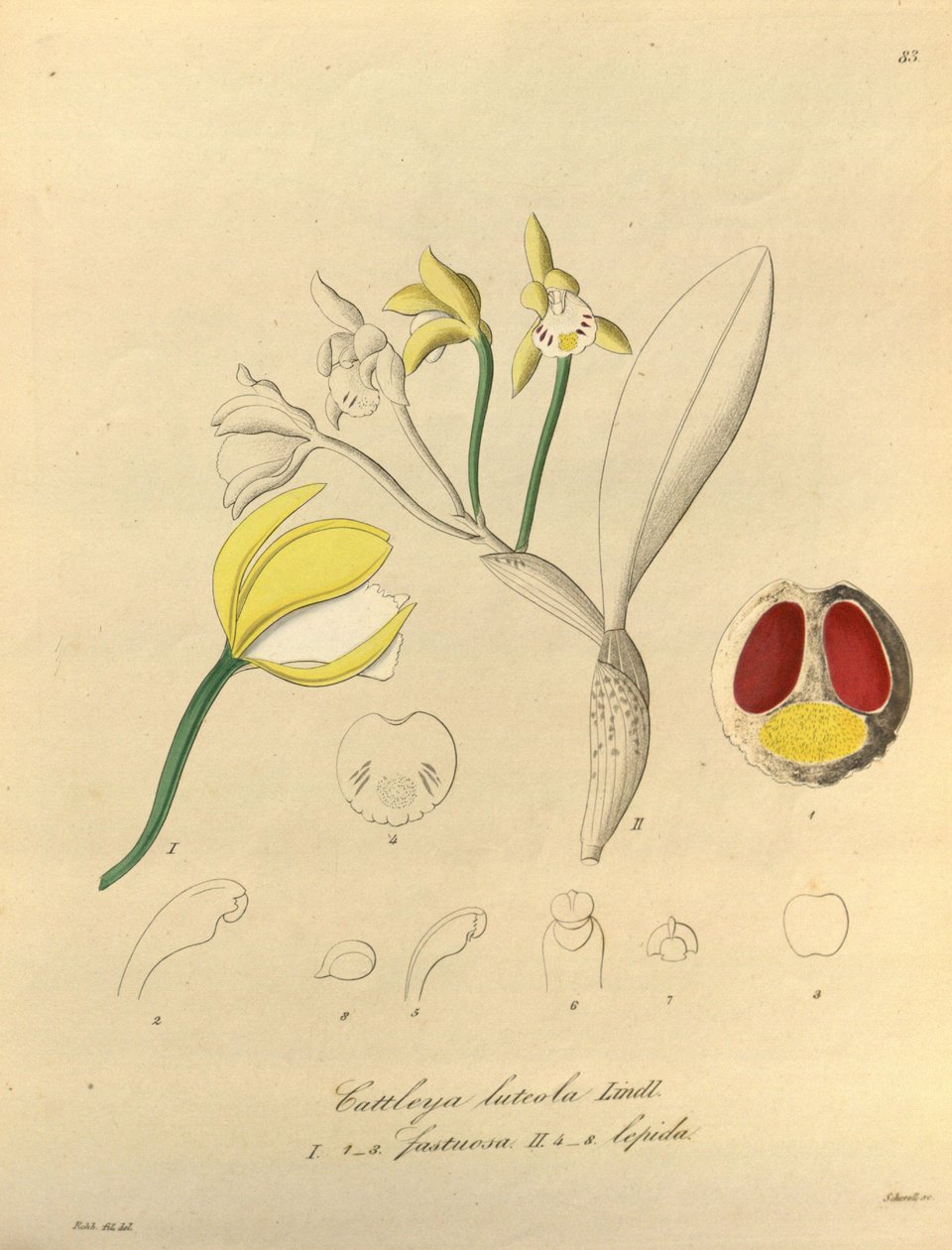 Ilustrace Cattleya luteola od Heinrich Gustav Reichenbach