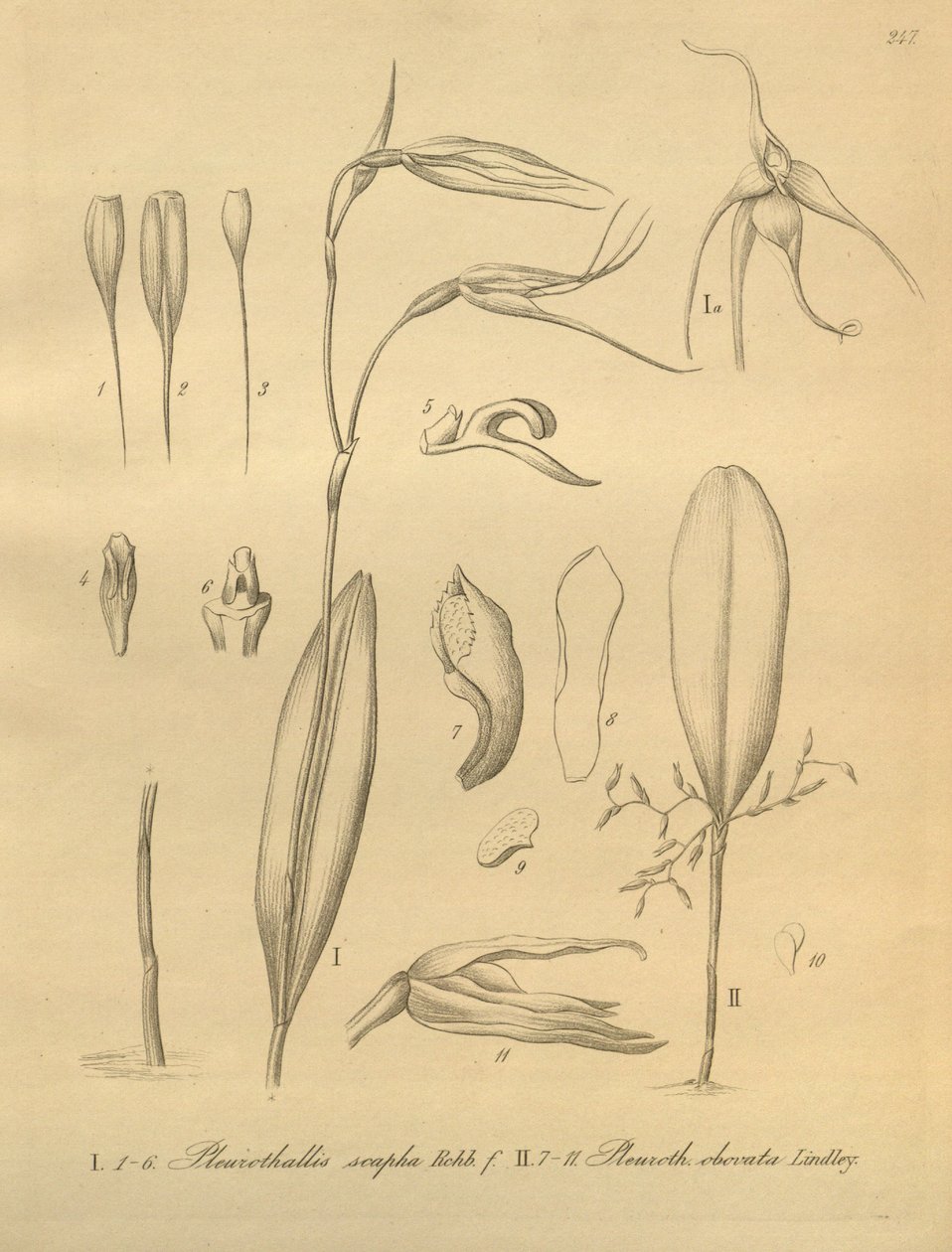 Ilustrace Pleurothallis sirene od Heinrich Gustav Reichenbach