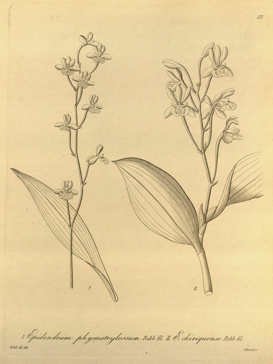 Ilustrace Prosthechea varicosa (jako syn. Epidendrum phymatoglossum a Epidendrum chiriquense) od Heinrich Gustav Reichenbach