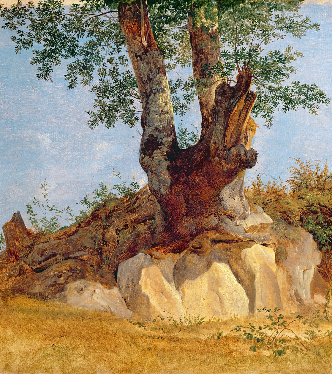 Strom v Kampánii, 1822-23 (olej na papíře na plátně) od Heinrich Reinhold