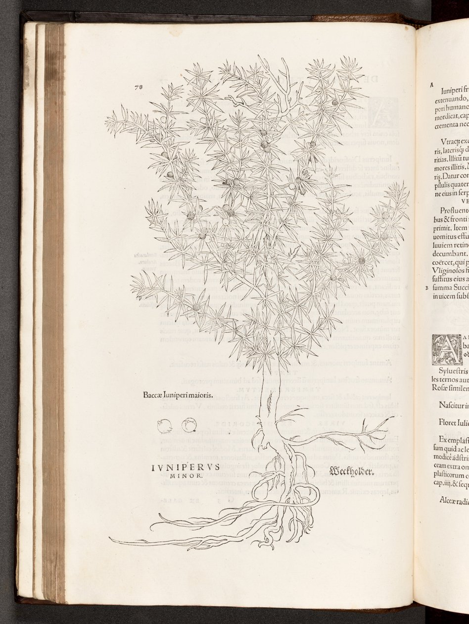 BT3.267.5 s.78 Jalovec, ilustrace z Dějiny rasismu od Leonharta Fuchse, 1542 od Heinrich and Meyer, Albert Fullmaurer