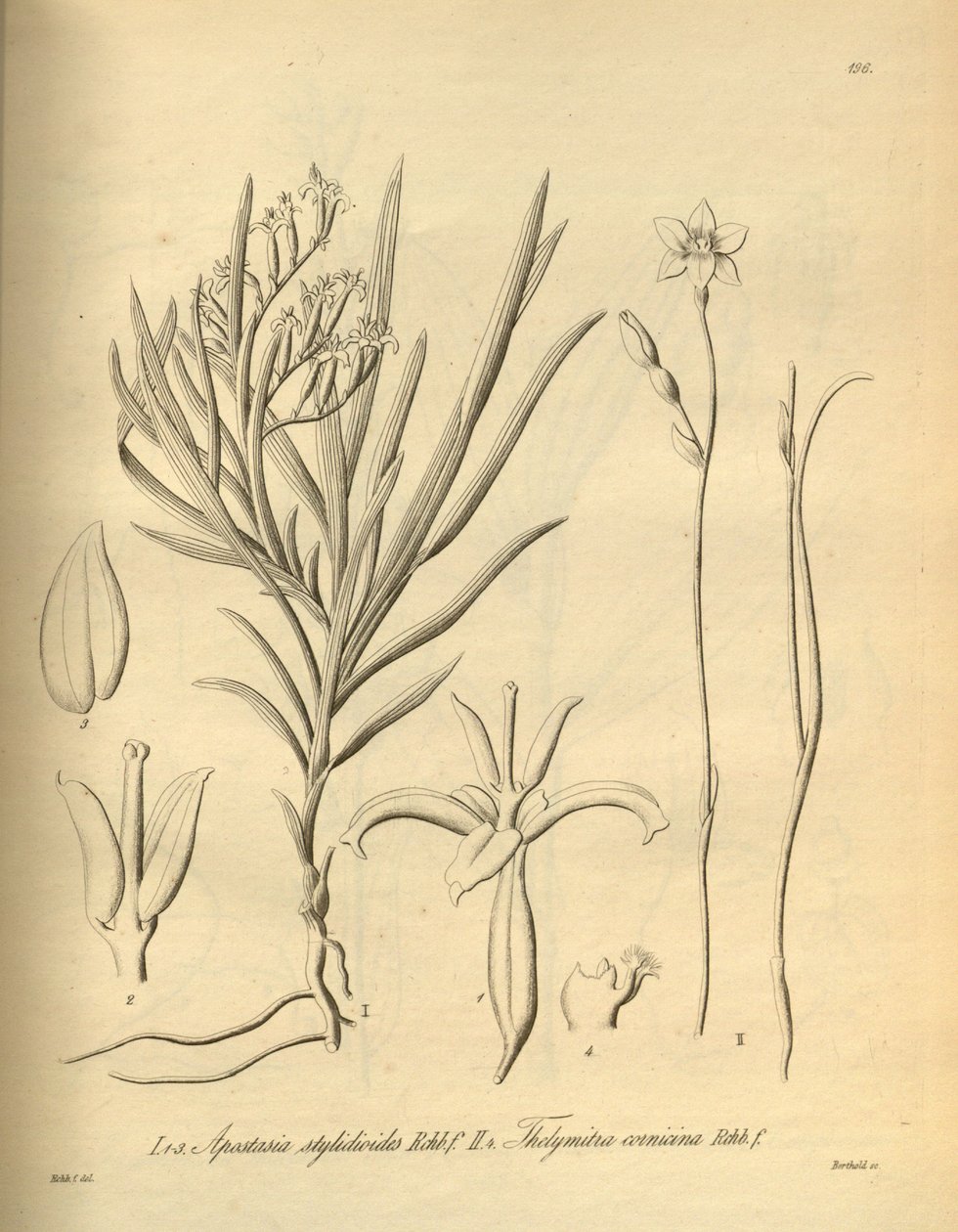 Apostasia wallichii (jako Apostasia stylidioides) - Thelymitra cornicina od Heinrich Gustav Reichenbach
