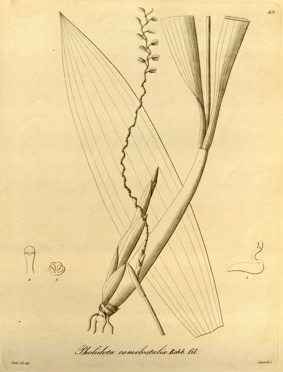 Ilustrace Pholidota camelostalix od Heinrich Gustav Reichenbach
