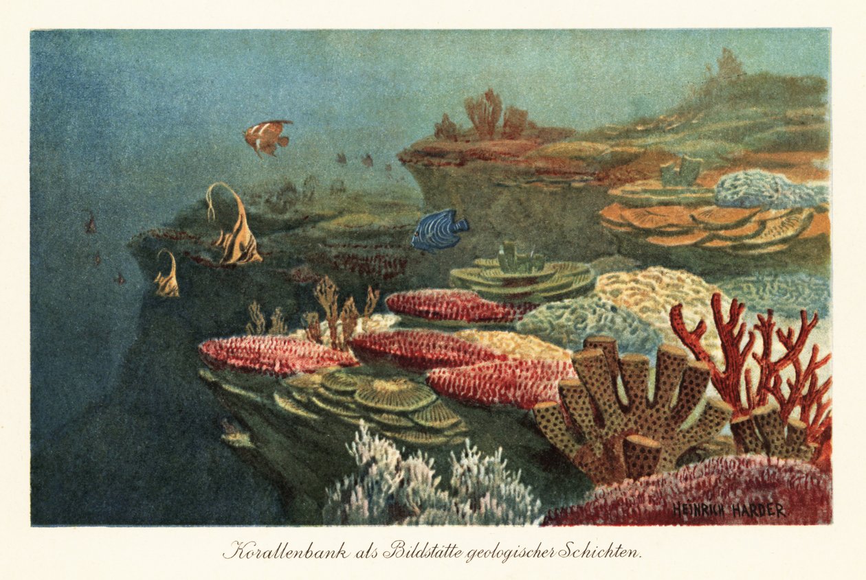 Starověké korálové útesy na dně oceánu. od Heinrich Harder