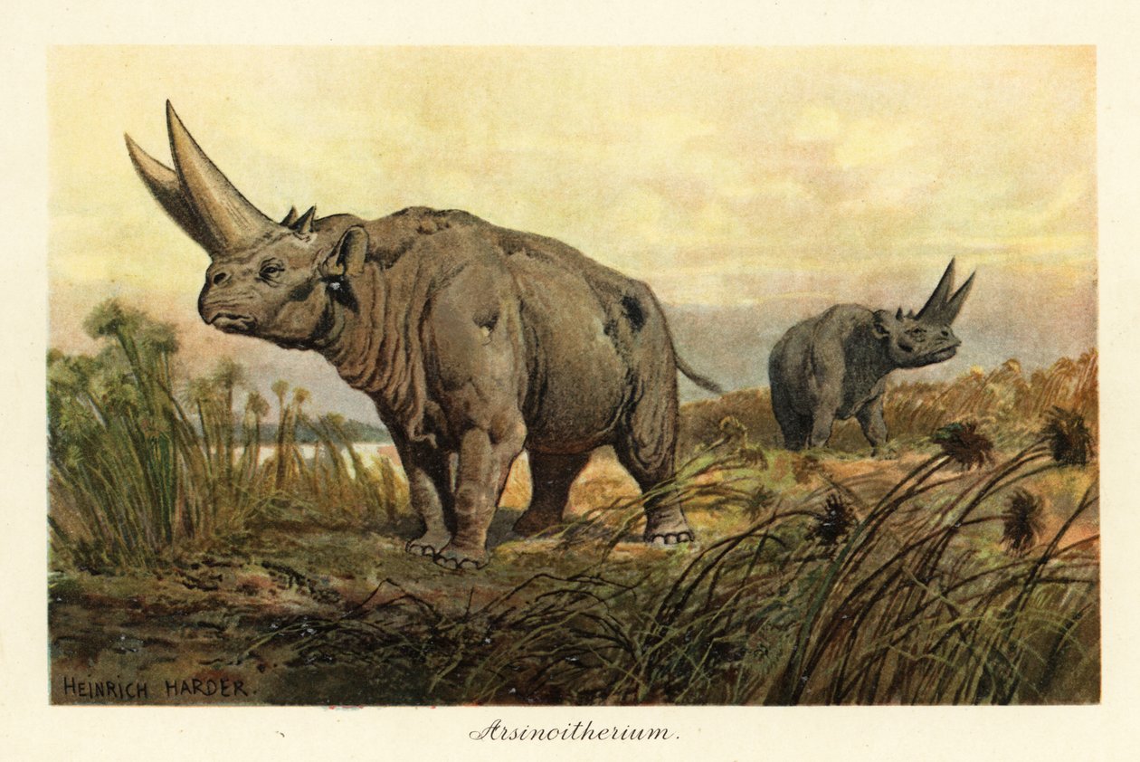 Arsinoitherium, vyhynulý rod bolestivých kopytníků, 1908 (Tisk) od Heinrich Harder