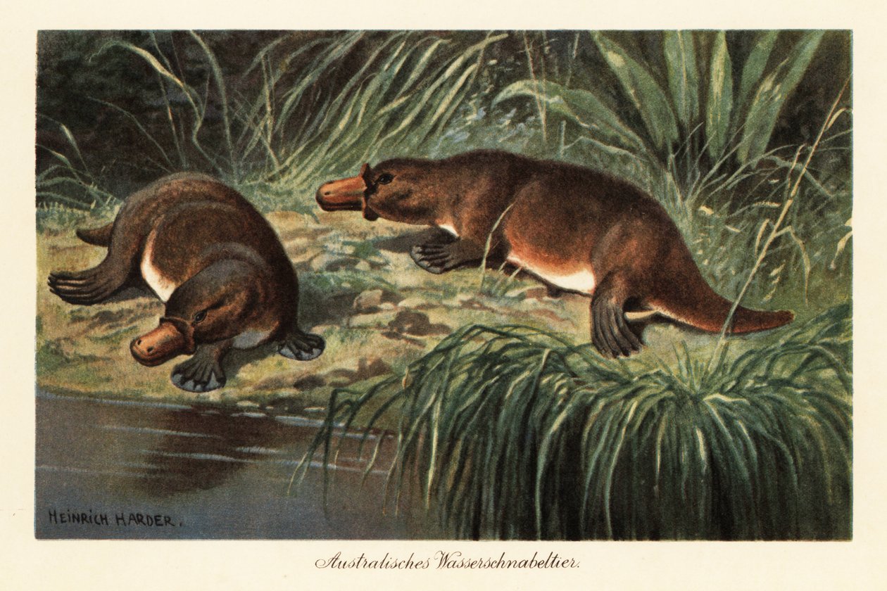 Kachnozobá ptakopysk, Ornithorhynchus anatinus, na břehu řeky. od Heinrich Harder