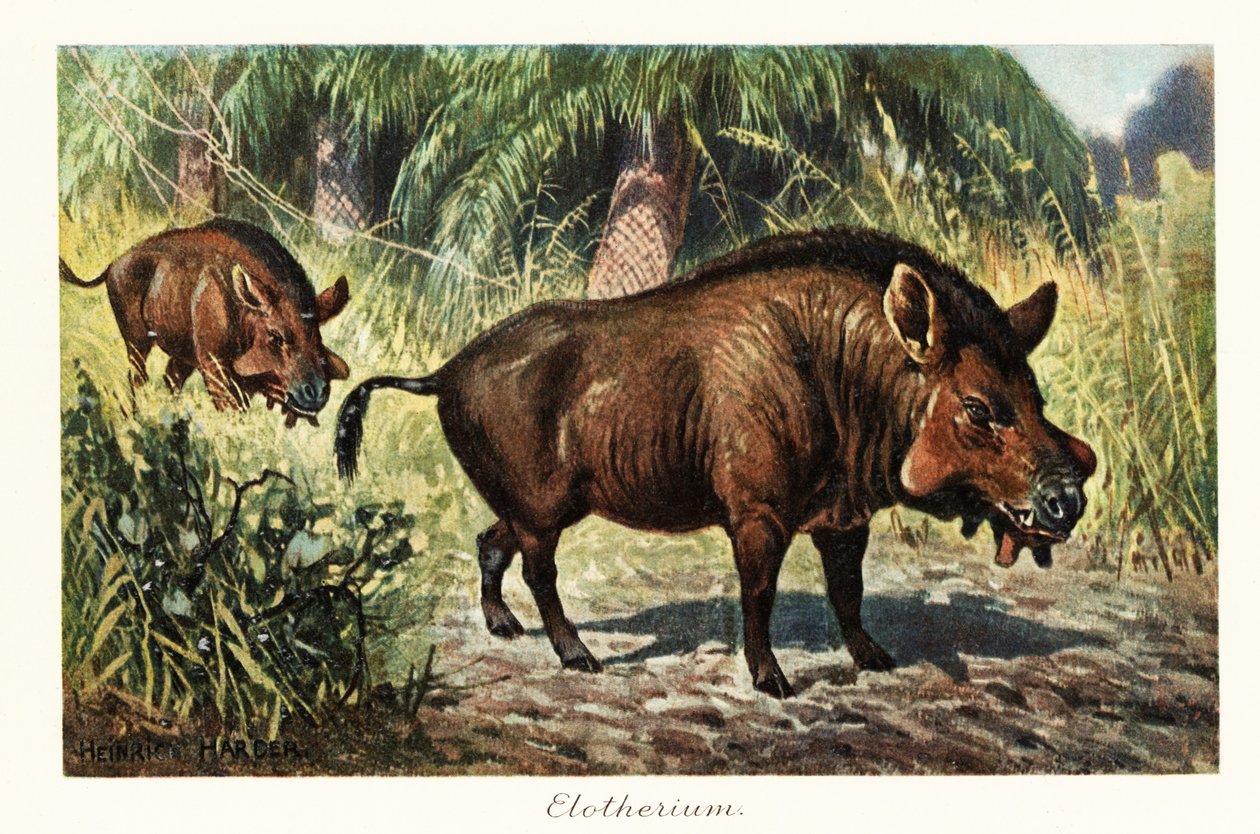 Entelodon, vyhynulý rod entelodont artiodactyl., 1908 (tisk) od Heinrich Harder