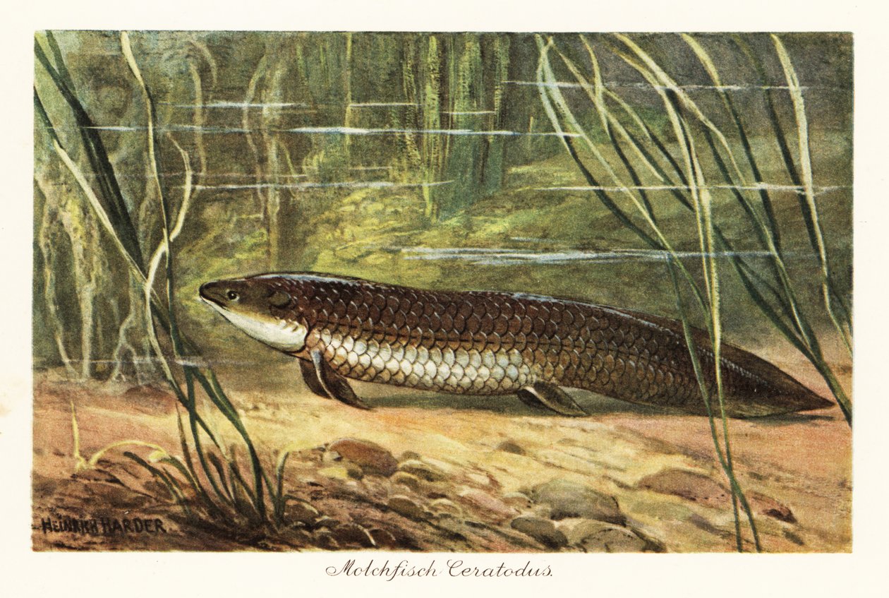 Vyhynulý Ceratodus latissimus mezi rákosím na dně oceánu. od Heinrich Harder