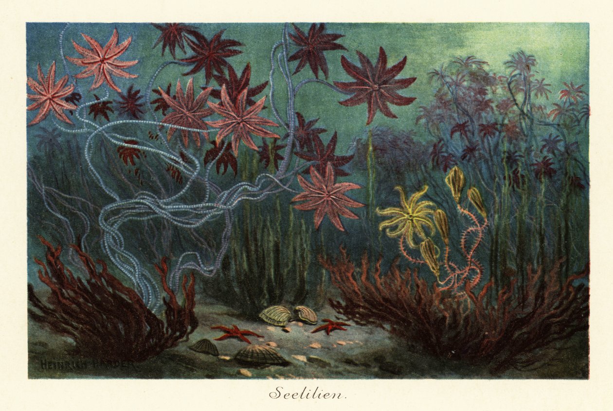 Vyhynulé mořské lilie nebo krinoidy, Crinoidea, na mořském dně., 1908 (Tisk) od Heinrich Harder