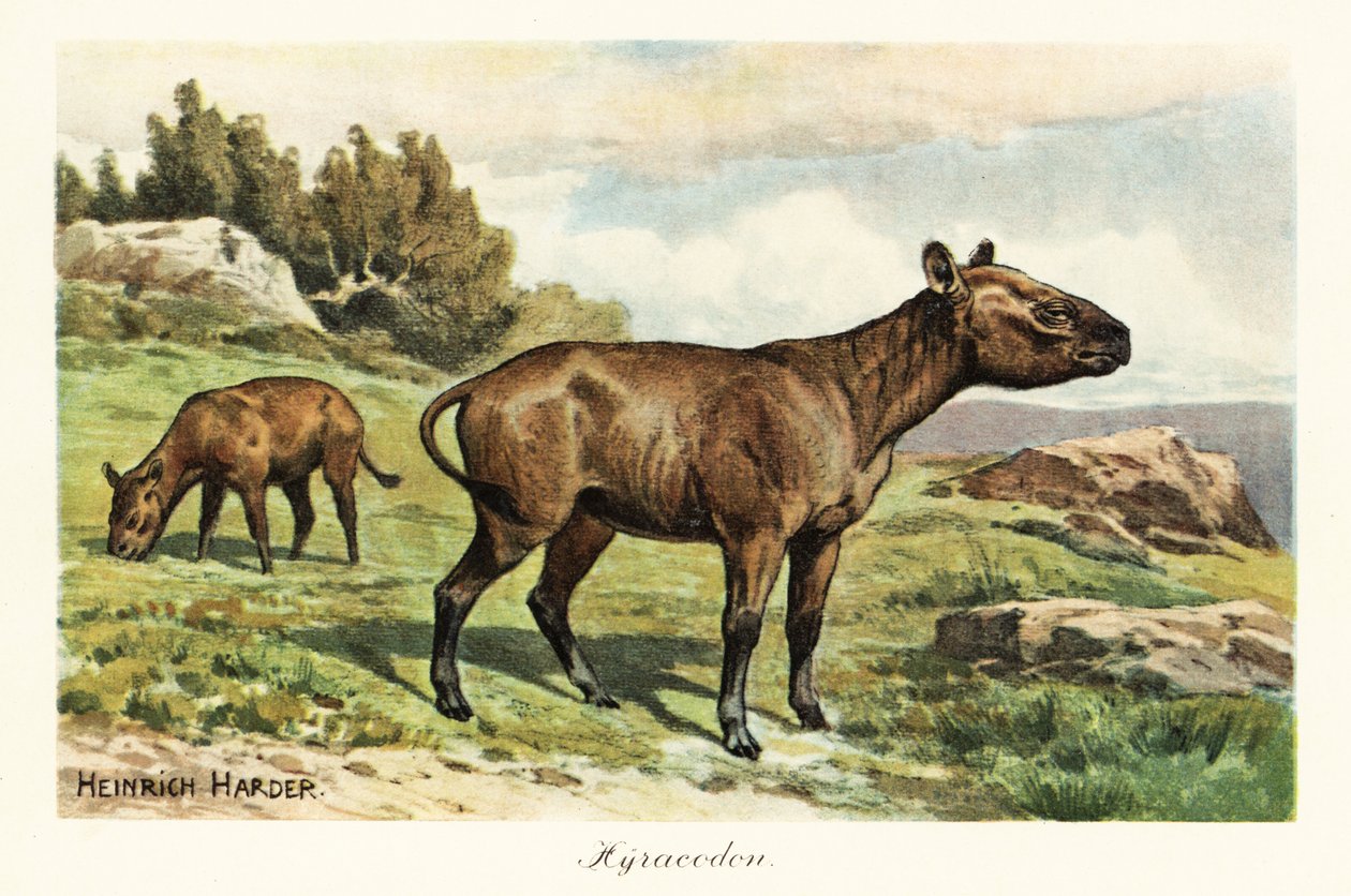 Hyracodon, vyhynulý rod pony-jako savec, oligocén. ,1908 (tisk) od Heinrich Harder