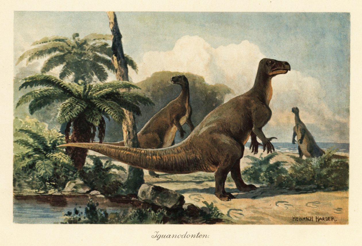 Iguanodon bernissartensis v pravěkém kapradinovém lese. od Heinrich Harder