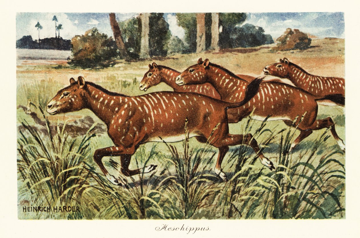 Mesohippus, vyhynulý rod raného koně., 1908 (tisk) od Heinrich Harder