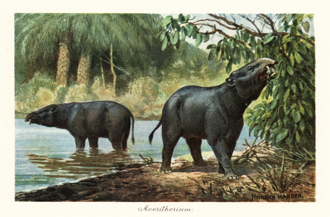 Moeritherium, vyhynulý rod proboscidean z eocénu. ,1908 (tisk) od Heinrich Harder