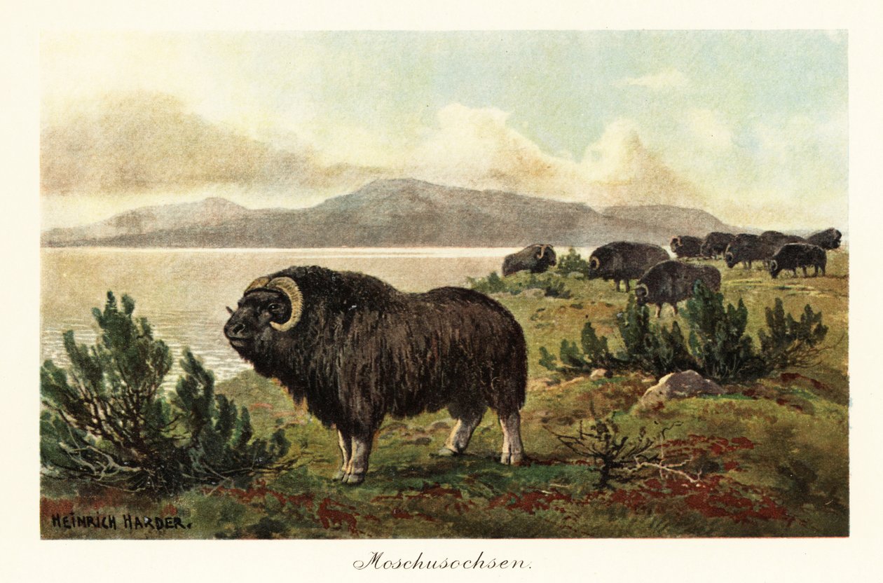 Pižmoň nebo pižmoň, Ovibos moschatus., 1908 (tisk) od Heinrich Harder