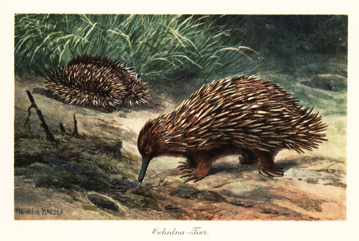 Echidna krátkozobá, Tachyglossus aculeatus, shánějící potravu. od Heinrich Harder