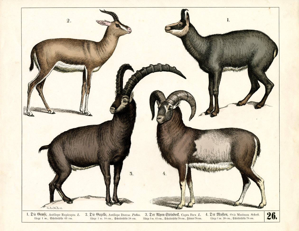 Kamzíci, gazely, kozorožci a mufloni od Heinrich Leutemann