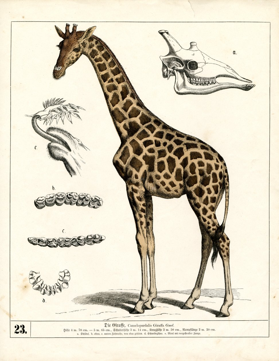  od Heinrich Leutemann