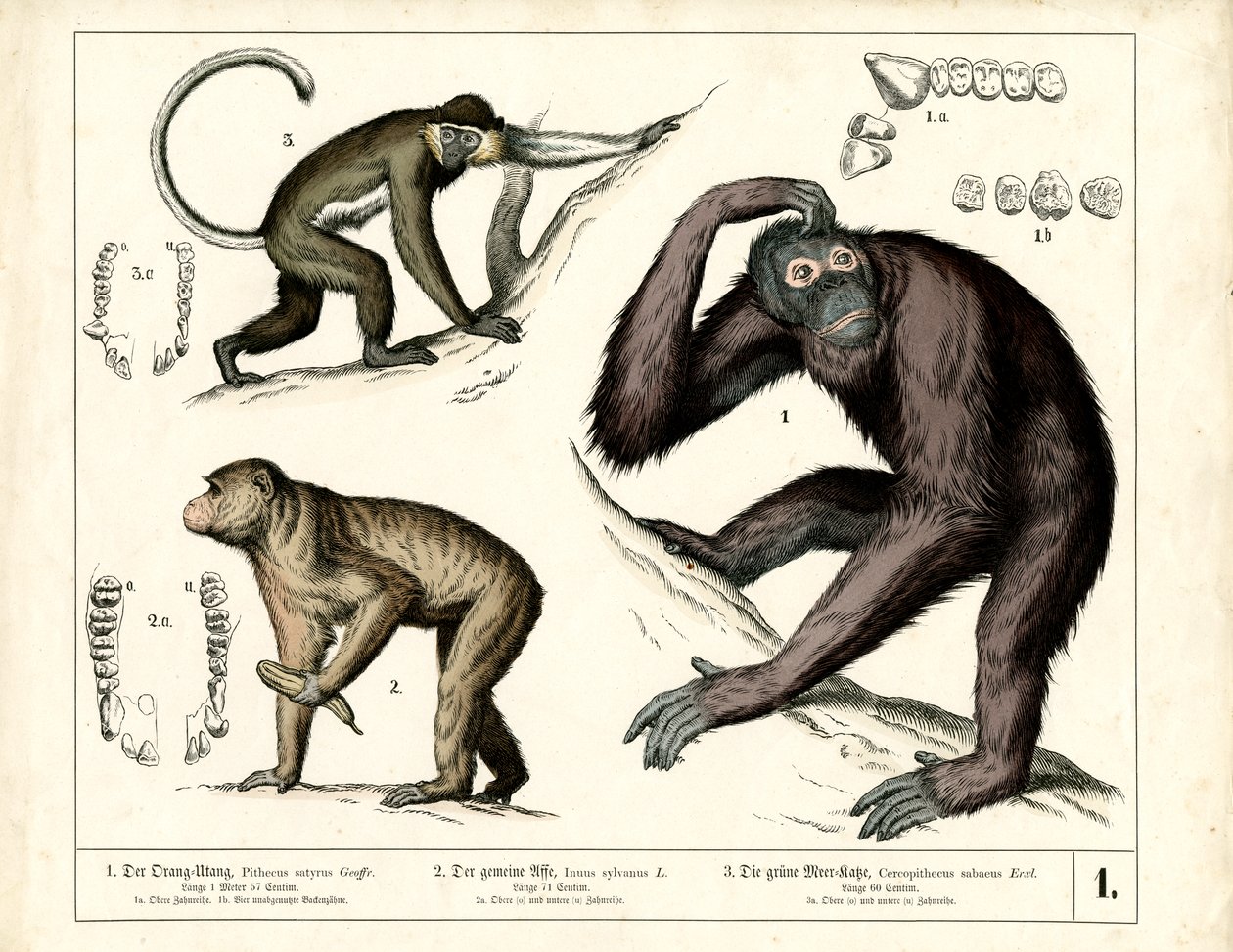 lidoopi: orangutan, šimpanz a guenon od Heinrich Leutemann
