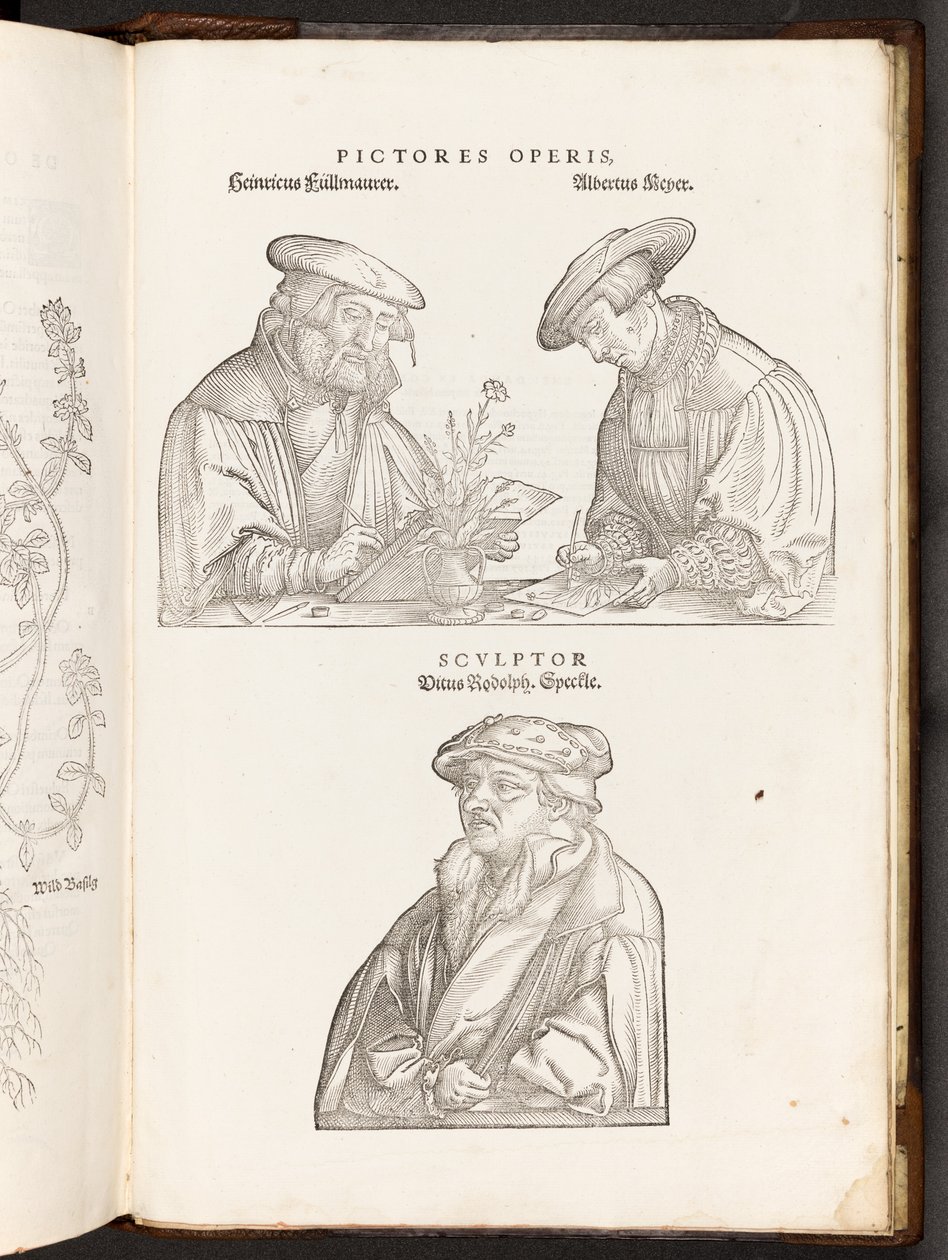 BT3.267.5 opp p896 Artists and Engraver, ilustrace z De historia stirpium commentarii insignes od Leonharta Fuchse, 1542 od Heinrich and Meyer, Albert Fullmaurer