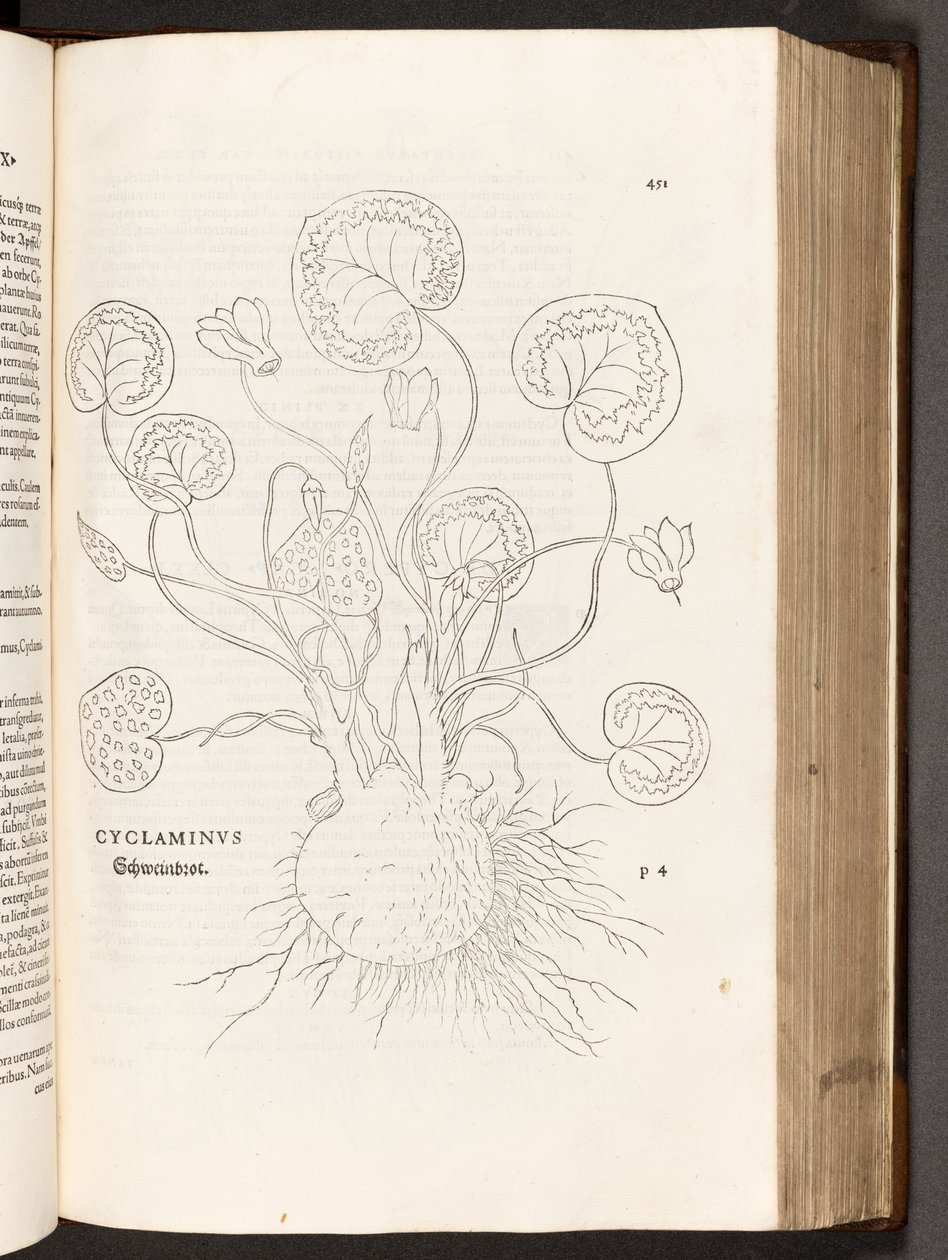 BT3.267.5 s.51 Cyclamen, ilustrace z Historie rasových rozdílů od Leonharta Fuchse, 1542 od Heinrich and Meyer, Albert Fullmaurer