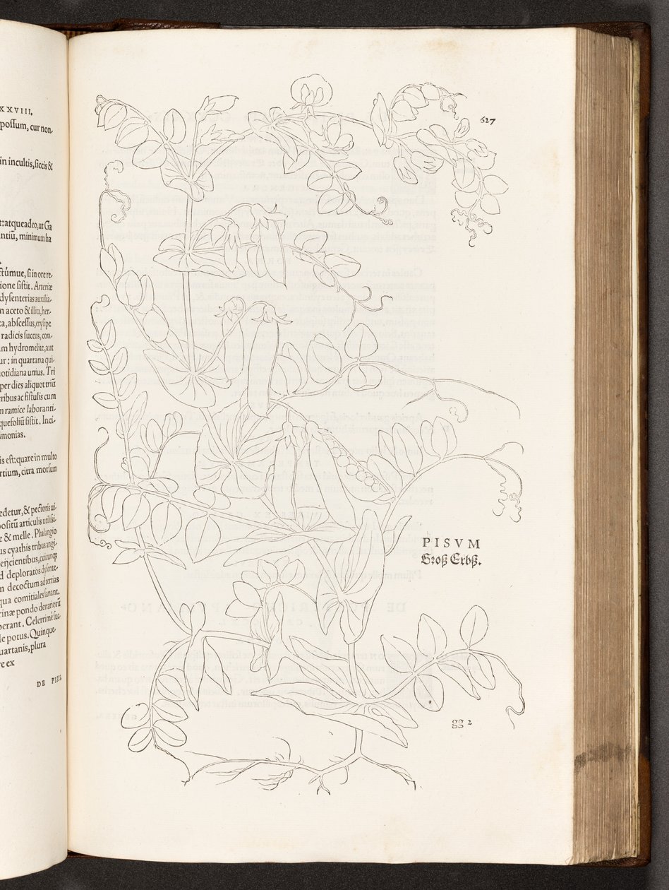 BT3.267.5. str.627 Hrášek, ilustrace z Historie rasových komentářů od Leonharta Fuchse, 1542 od Heinrich and Meyer, Albert Fullmaurer