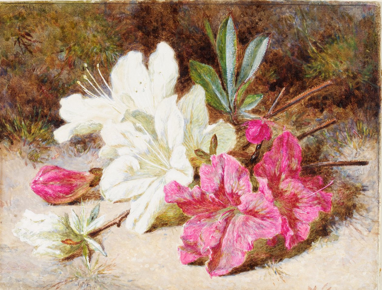 Azalea Bloom, kolem 1865-74 od Helen Cordelia Coleman Angell