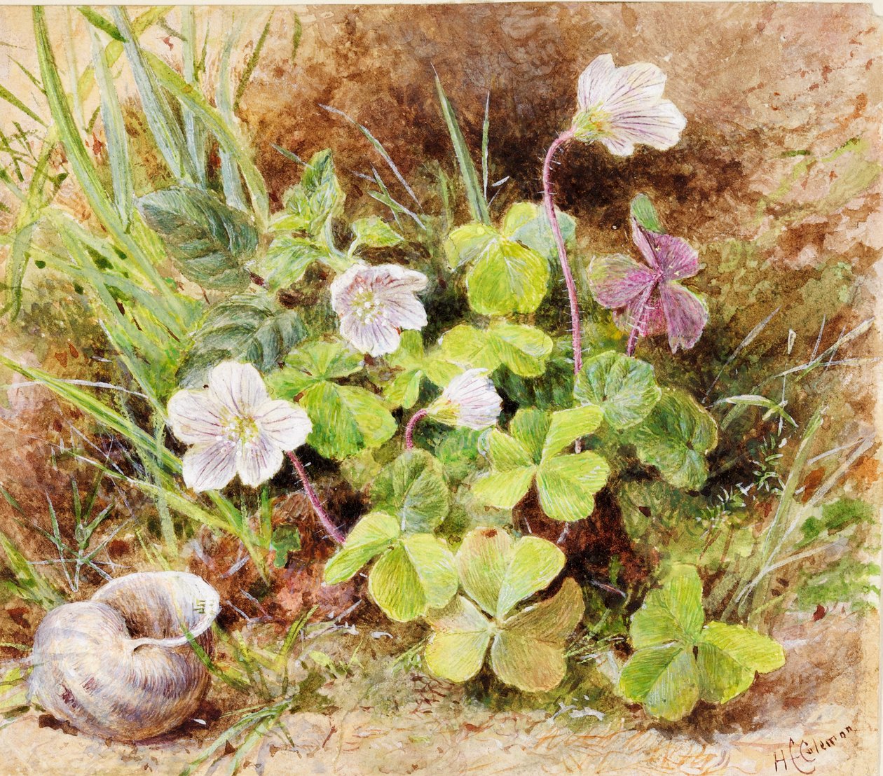Sorrel and Shell, c.1865-74 od Helen Cordelia Coleman Angell