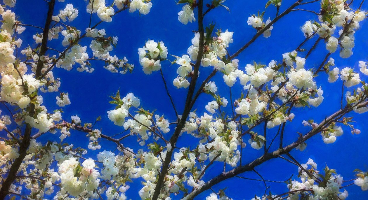 Blossom on Blue, 2018, od Helen White