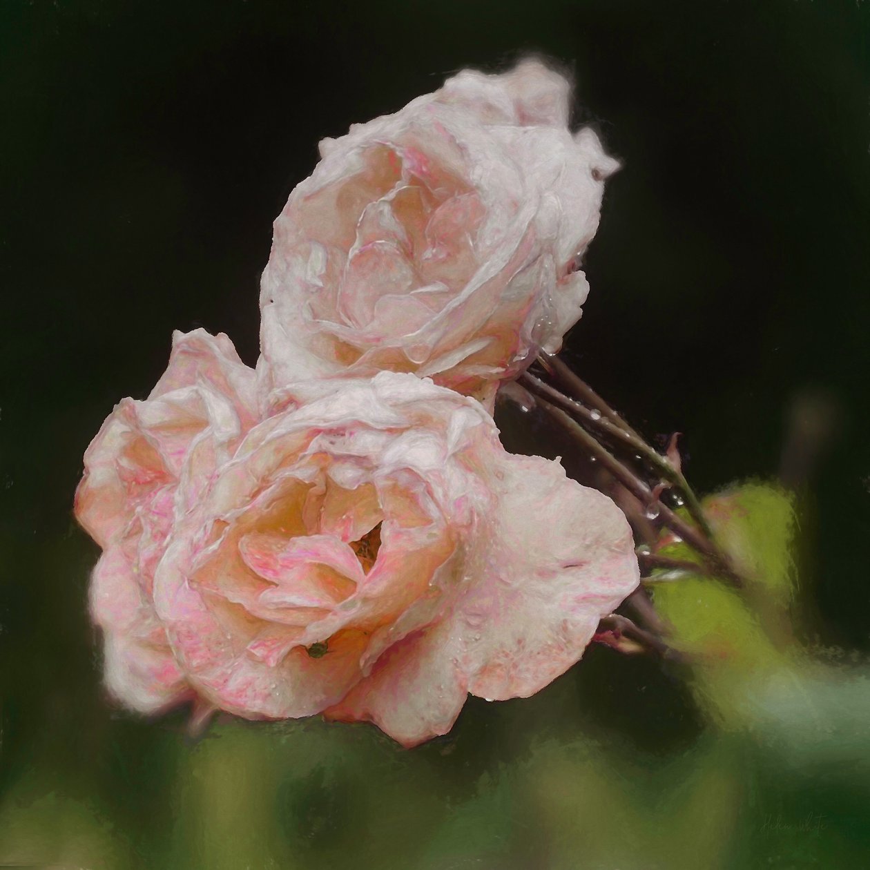 Blush Roses, 2018, od Helen White