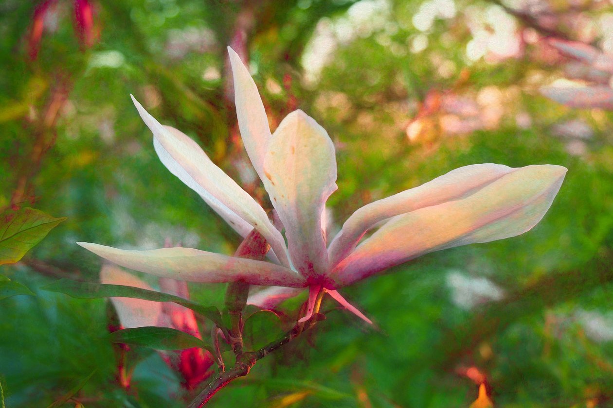 Magnolie, 2018, od Helen White