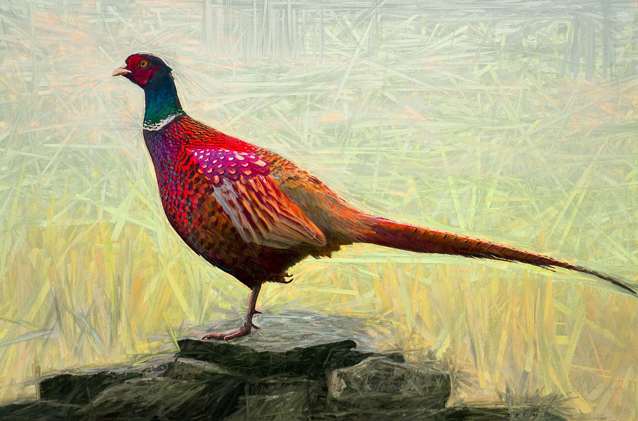 Příjemný bažant, 2018, od Helen White