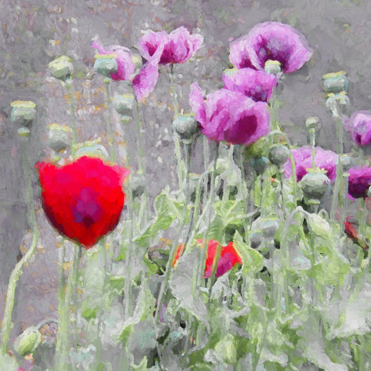 Poppies, 2018, od Helen White