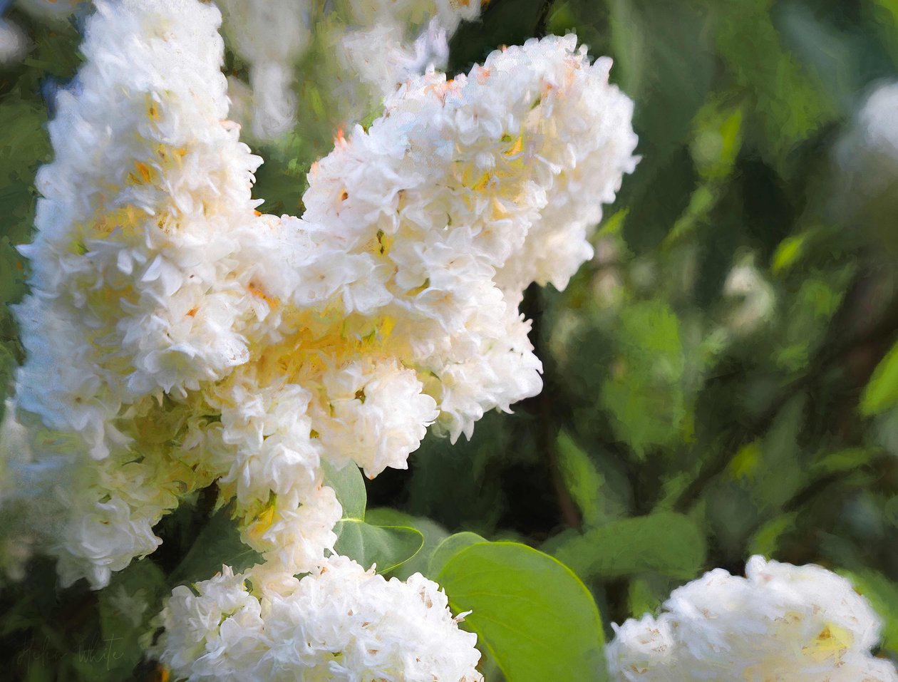 Pure White Lilac, 2018, od Helen White
