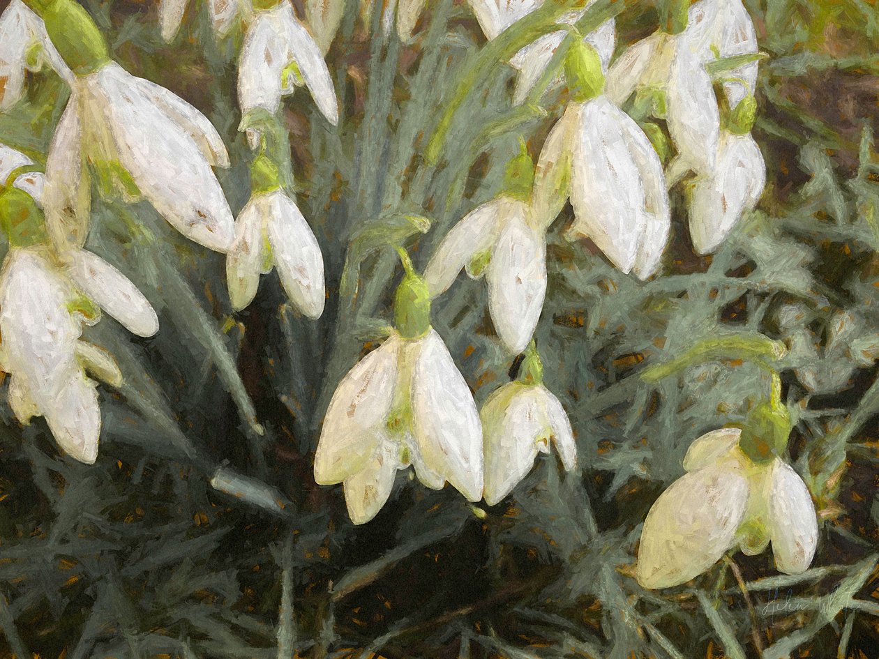 Sněženky, 2019, od Helen White