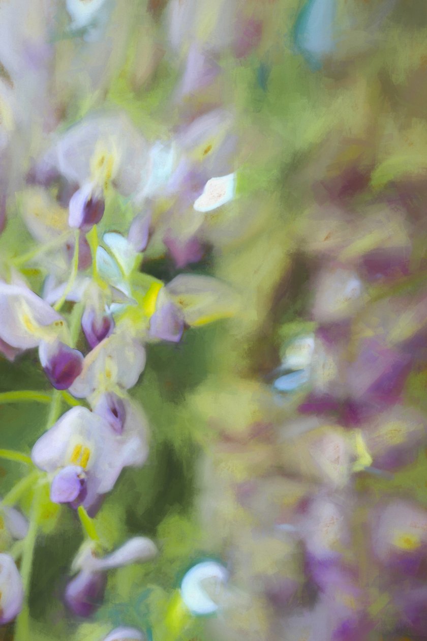 Pod Wisterií, 2018, od Helen White