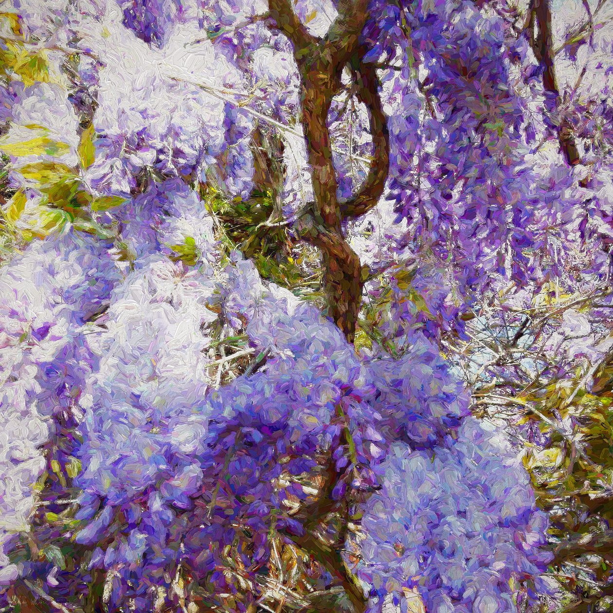 Wisteria, 2018, od Helen White