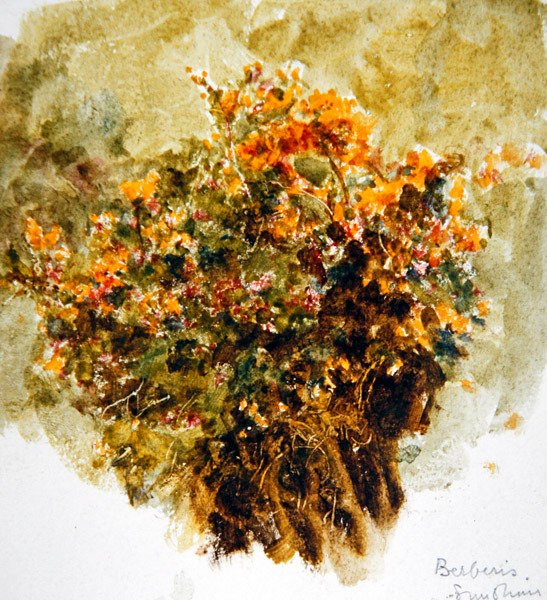 Berberis, Sunshine (akvarel na papíře) od Helen Allingham