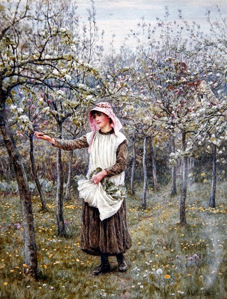 Blossom Time (akvarel na papíře) od Helen Allingham