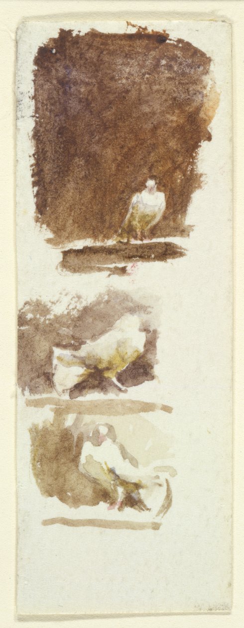 Doves (wc na papíře) od Helen Allingham