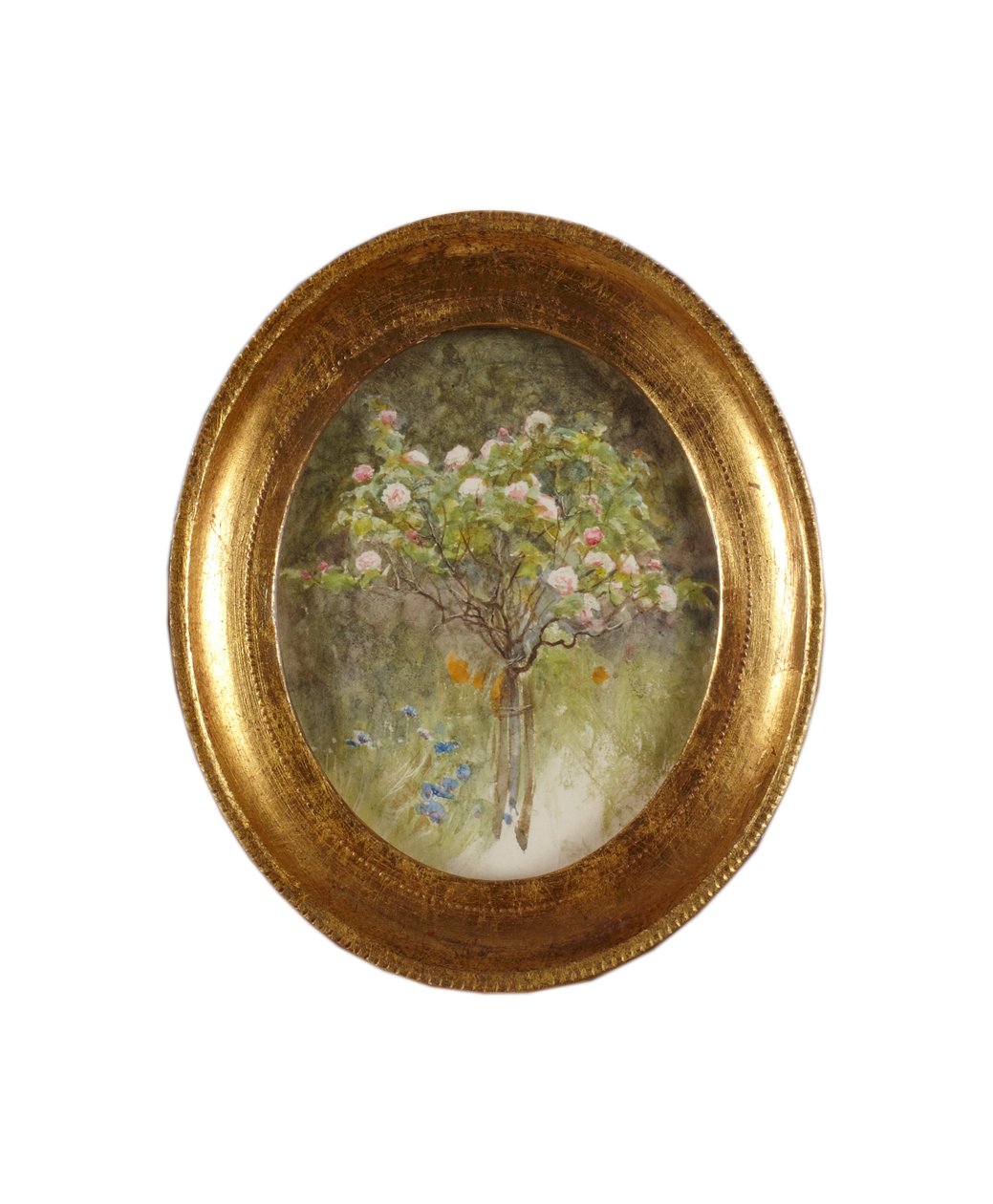 Rose Bush and Irises (akvarel na papíře) od Helen Allingham