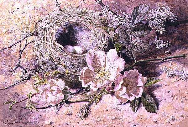 Květ a ptačí hnízdo (akvarel na papíře) od Helen Cordelia Coleman Angell