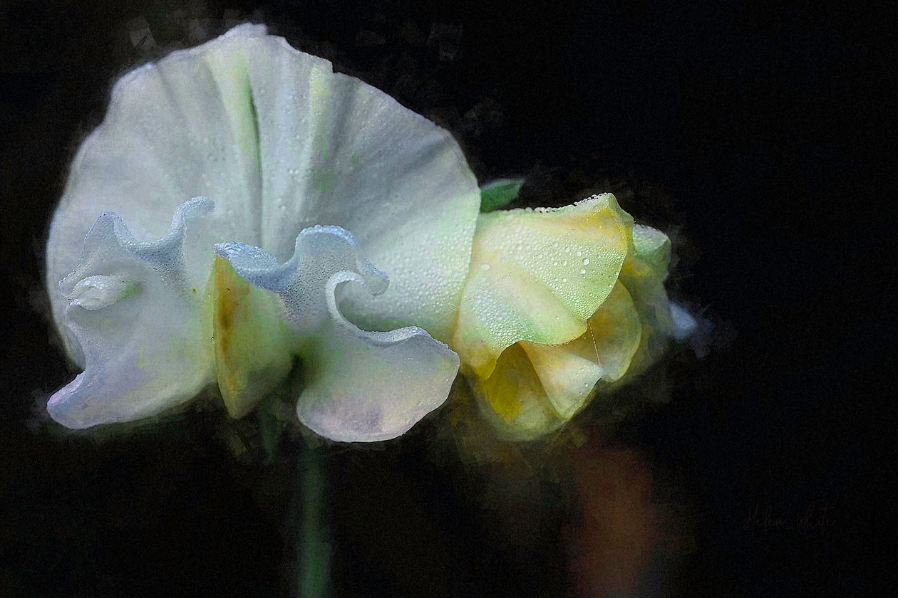 Podzimní Sweatpea II, 2018 od Helen White