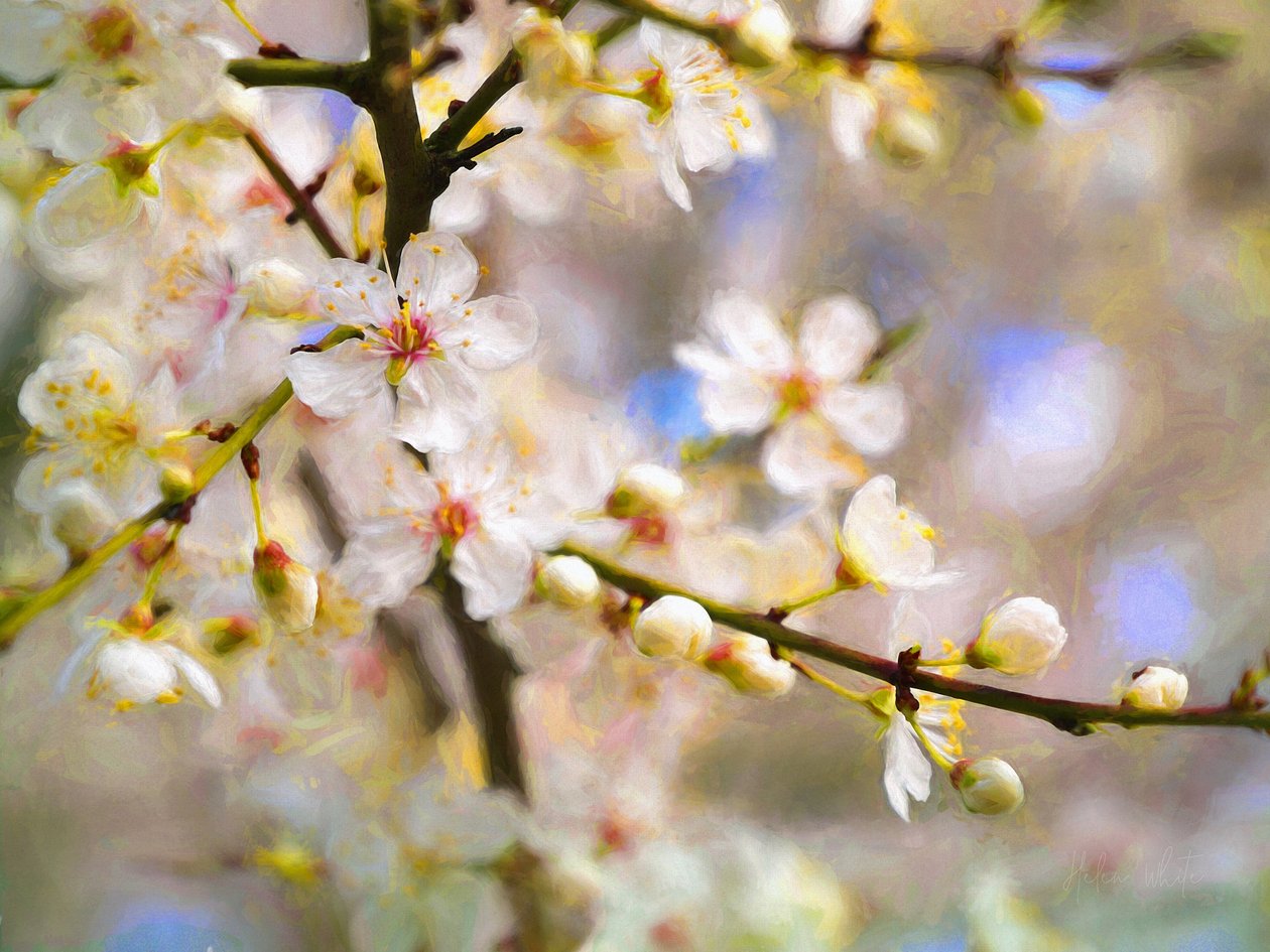 Blossom Joy, 2019 od Helen White