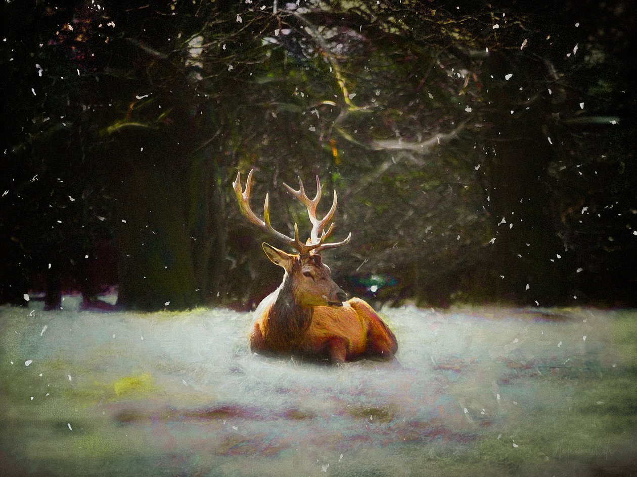 Vánoční jelen, 2019 od Helen White
