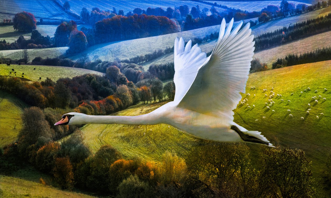 First Flight of Dawning Day, 2020 od Helen White