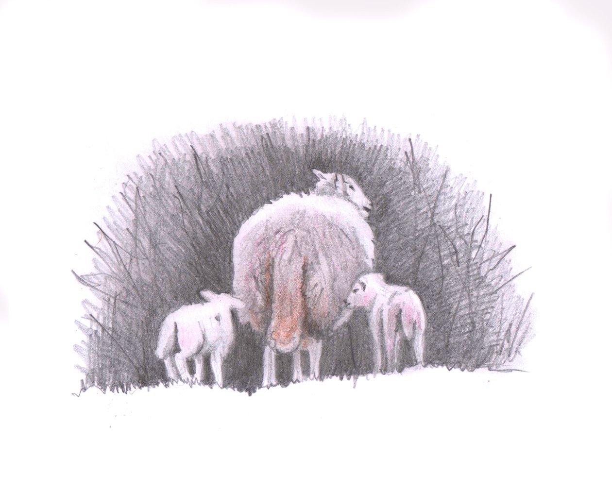 Sledujte, 2016, (kresba tužkou) od Helen White